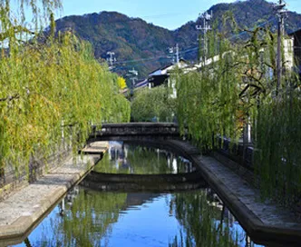 柳並木の続く倉敷川
