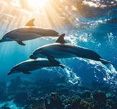 海の中を泳ぐイルカ